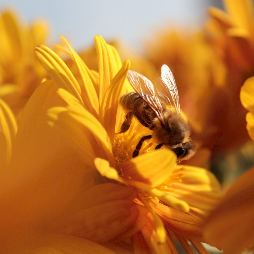 A bee sits on a yellow flower