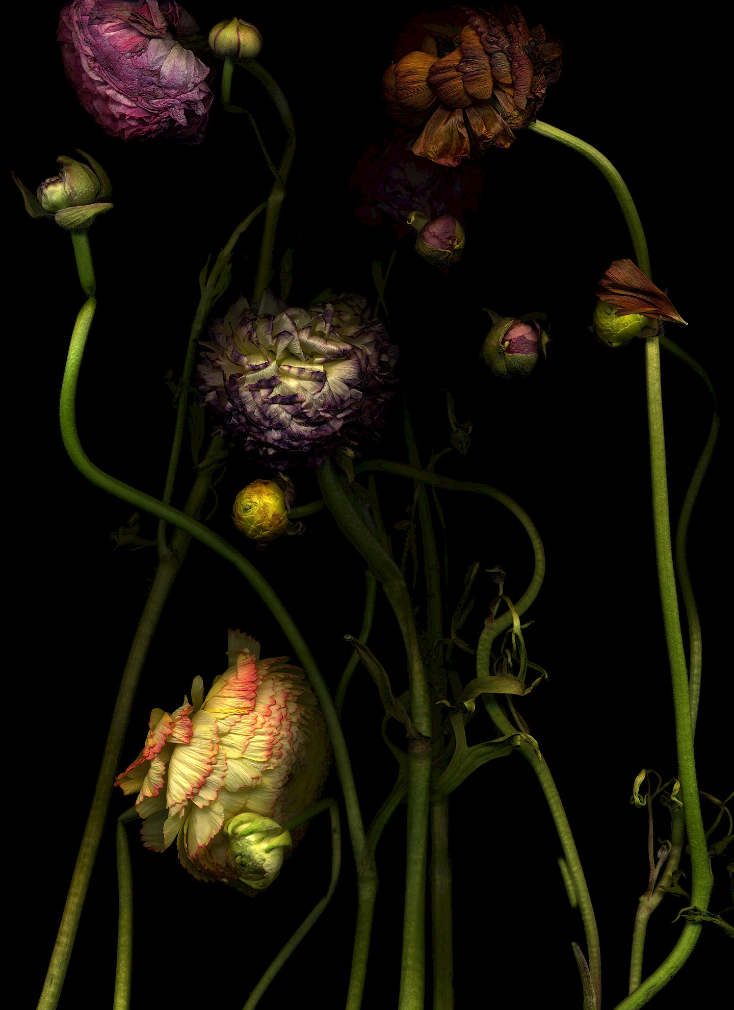 Michaela Bruckmüller: Ranunculus | Danse macabre from the series On becoming and passing away, photograph, 2017
