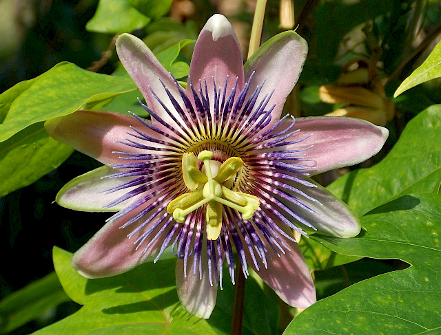 Programm Flower BOTANIK FÜR ALLE | Programm | Flower Power Festival München 2023