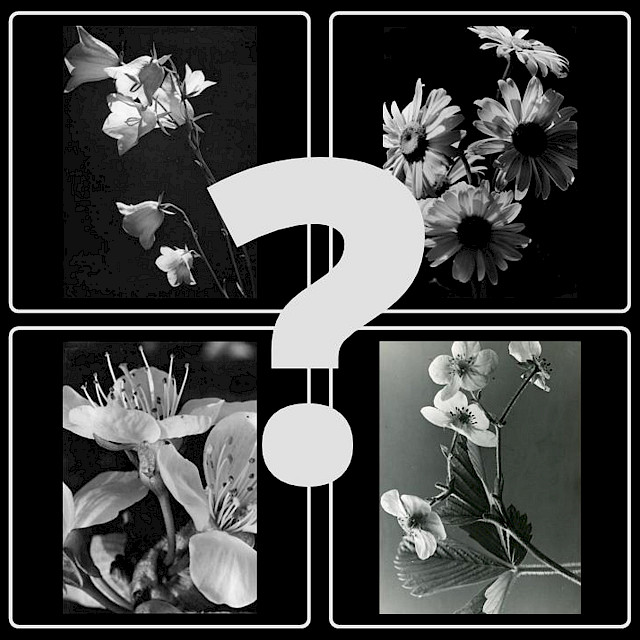 Programm Flower Botanikexperten gesucht | Programm | Flower Power Festival München 2023