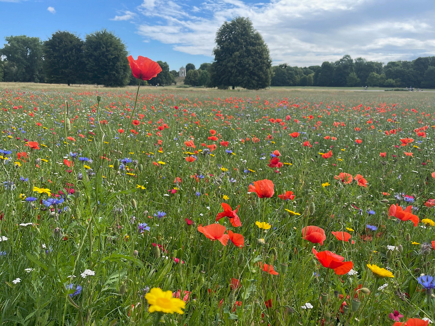 Poppy meadow in the English Garden