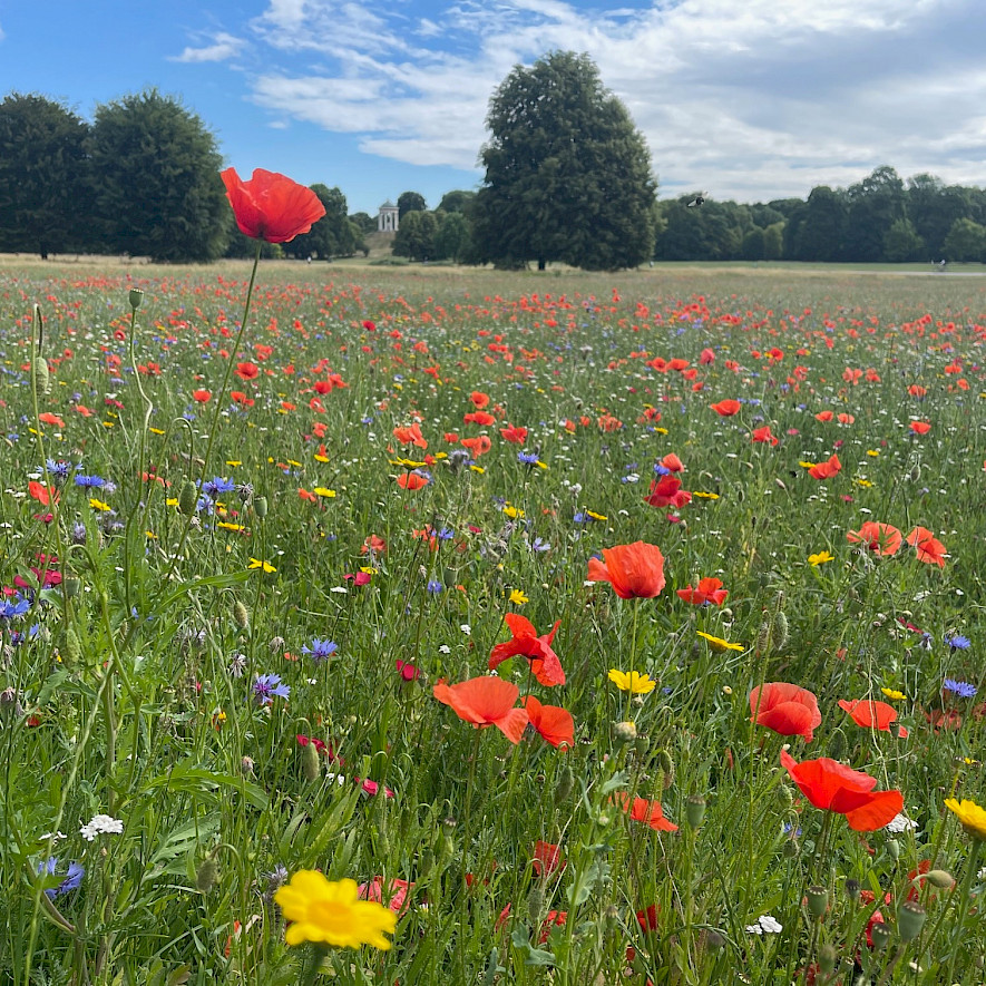 Poppy meadow in the English Garden